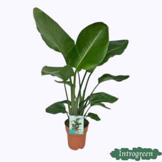 Planta Ave del Paraíso Blanca, Planta Tropical Verde, Strelitzia Nicolai, Ø19cm - ↕95cm