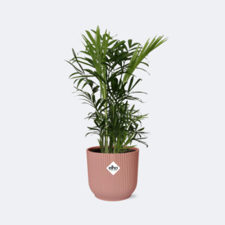 Palma Enana Mexicana en Maceta Decorativa, Planta de Interior, Palma, Chamaedorea Elegans en ELHO Vibes Fold 14cm rosa, Ø14cm - ↕40cm