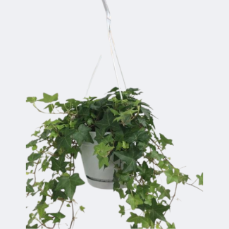 Planta colgante, Hiedra/Hiedra inglesa, Hedera helix verde – Maceta colgante blanca/básica – Ø17 cm, ↕40 cm