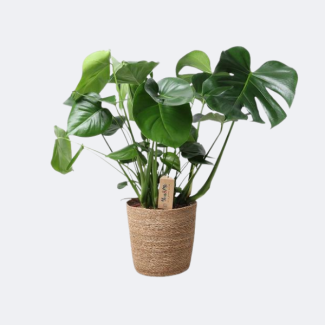 La Planta de Agujeros en Cesta Natural, Monstera en Cesta Natural, Ø21 cm – ↕60 cm