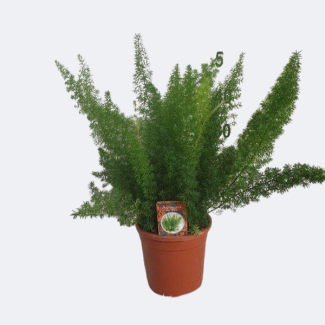 El Espárrago de cola de zorro, Espárrago, Planta de interior verde, Asparagus D. Meyers - Ø17cm - ↕50cm