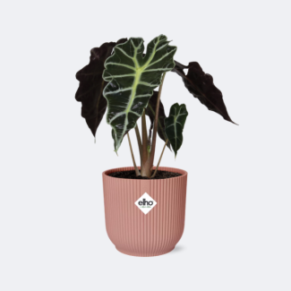 Oreja de elefante en ELHO Vibes Fold Color Rosa, Planta Verde, Tropical, Hoja Característica, Alocasia Polly - Ø14cm - ↕40cm