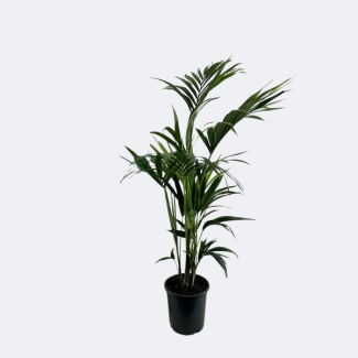 La Palma Kentia, Apariencia Tropical, Planta Verde, Howea Forsteriana - Ø21cm - ↕110cm