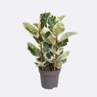 Planta de interior Ficus Tineke | aprox. 100 cm de altura Árbol de caucho | Higo Elastica Tineke Ø27cm