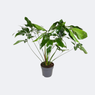 Philodendron maravilla verde aproximadamente 100 cm de altura Ø24cm - planta de interior elegante