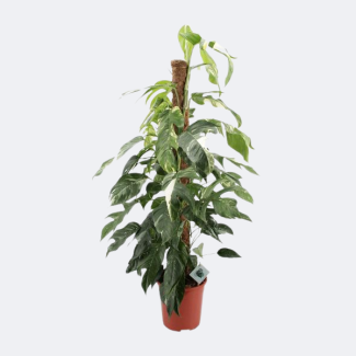 Epipremnum Pinnatum Albo Variegata - aproximadamente 125 cm de altura, planta trepadora y de interior Ø24cm