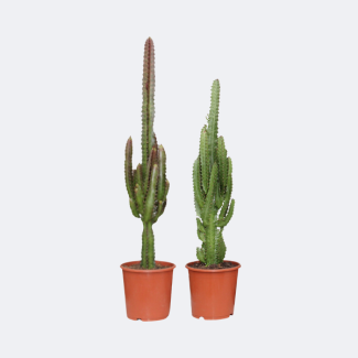 2 Piezas de Planta de Euphorbia