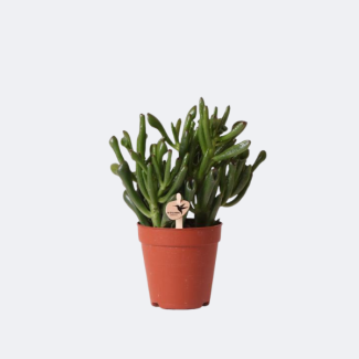 Planta suculenta, Planta de jade Crassula Hobbit