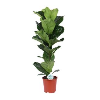 Planta de hoja de violín, Planta de interior tropical, Ficus Lyrata Ø21-90cm de altura