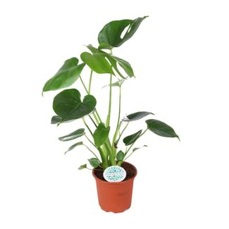 La Planta de Agujeros, Planta de Interior Verde, Tropical, Monstera Deliciosa - Ø14cm - ↕45cm