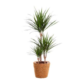 Drácena marginata - Ø21 cm - ↕95 cm
