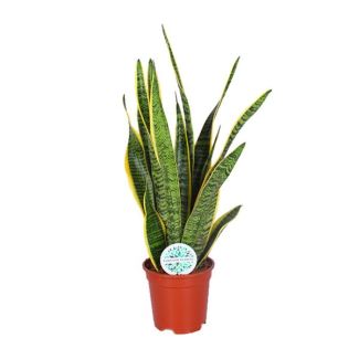 Lengua de suegra, Planta de borde dorado, Hoja en forma de espada verde oscuro con borde amarillo, Sansevieria Laurentii - Ø17cm - ↕60cm