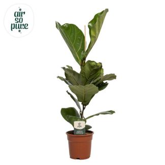 Planta de hoja de violín, Planta de interior tropical, Ficus Lyrata Ø17-60cm de altura