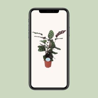 Planta pavo real