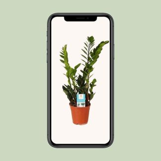 Zamioculcas zamiifolia - Ø14cm - ↕45cm