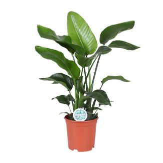 planta del paraíso tropical, Strelitzia Nicolai, Ø21cm - ↕80cm