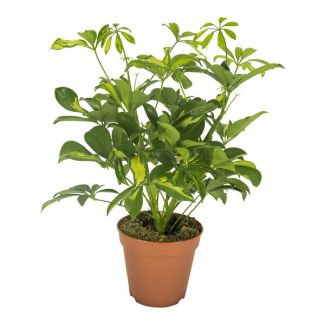Planta Paraguas, Planta de Interior Verde, Schefflera Gerda - Ø13cm - ↕35cm