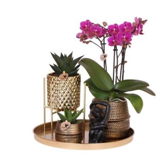 Set Hotel Chic; Orquídea Mariposa Morelia + Suculentas en Macetas de Diseño + figura en Bandeja Dorada