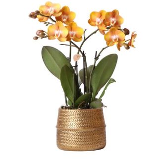 Hermosa Orquídea Mariposa Las Vegas, Color Amarillo con Naranja, + Maceta Decorativa de Groove Dorado, Ø12cm, 35cm de altura