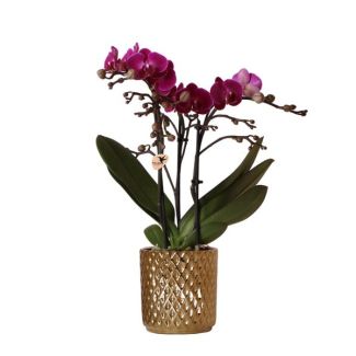 Orquídea mariposa Morelia en maceta decorativa dorada Diamond
