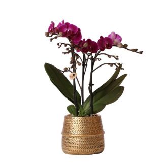 Orquídea mariposa Morelia en maceta decorativa Goude Groove