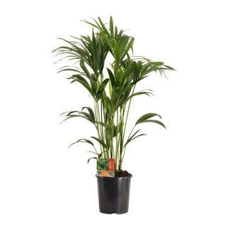 Howea Forsteriana 120 cm – Ø 24 cm – Planta de Interior Sostenible para Principiantes