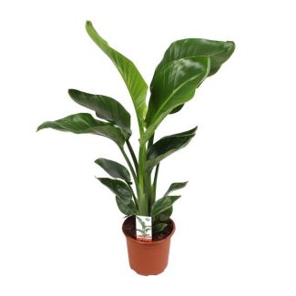 Planta Ave del Paraíso Blanca, Planta Tropical Verde, Strelitzia Nicolai, Ø17cm - ↕70cm