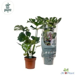 2 x Planta de agujeros, Planta de interior verde, Tropical, Monstera Deliciosa - Ø17cm - ↕55cm