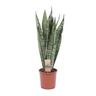Ceylon Lengua de Suegra, La Planta Serpiente, Hoja Verde Oscura en Forma de Espada con Manchas/Rayas Plateadas, Sansevieria Zeylanica Ø17cm - ↕70cm