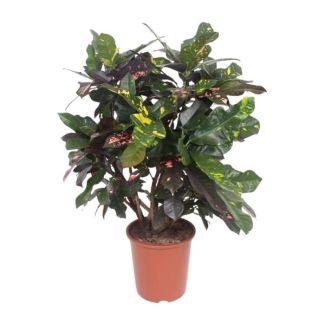 Croton Magnificent (Codiaeum) – Planta de interior de hojas coloridas 110 cm de altura – Ø27 cm