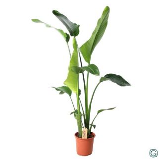Planta Ave del Paraíso Blanca, Planta Tropical Verde, Strelitzia Nicolai, Ø21cm - ↕100cm