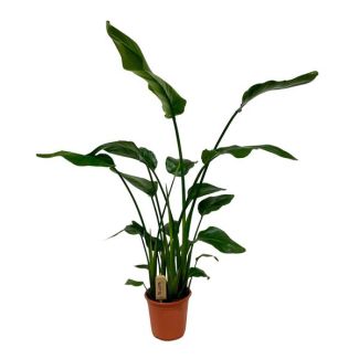 Planta Ave del Paraíso Blanca, Planta Tropical Verde, Strelitzia Nicolai, Ø21cm - ↕120cm