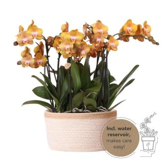 Verdadera Atracción, Orquídeas Naranjas Las Vegas, Set de Plantas en Canasta de Algodón, Consejo de Regalo, Orquídea Mariposa Las Vegas