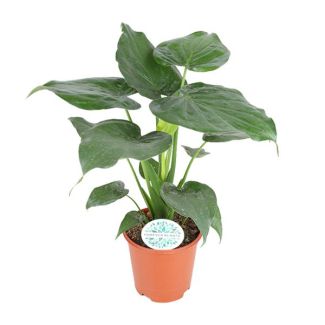 Mano de Buda, Oreja de Elefante, Planta Verde Exótica, Alocasia Cucullata - Ø21cm - ↕80cm
