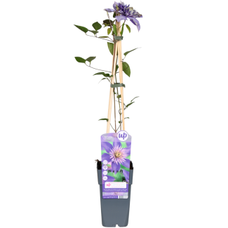 Clemátide azul de doble flor | 1, 3, 4 piezas