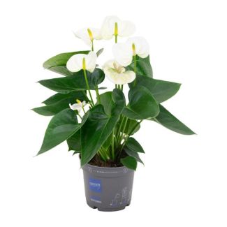 La Planta Flamenco, La Flor del Amor, Tropical, Color Blanco, Planta de Interior en Flor, Anthurium Blanco - Ø12cm - ↕43cm