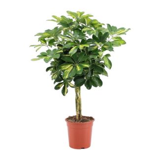 Planta Paragüas Enana, Planta Verde, Schefflera Arboricola Gold Capella - Ø19cm - ↕75cm de altura