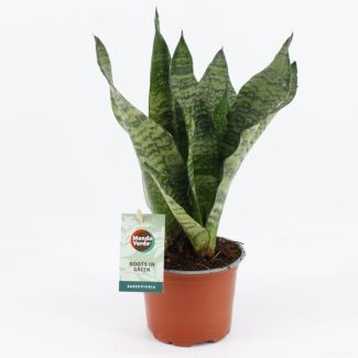 Lengua de suegra, Hoja verde oscuro con rayas horizontales, Sansevieria Black Coral - Ø12cm - ↕35cm