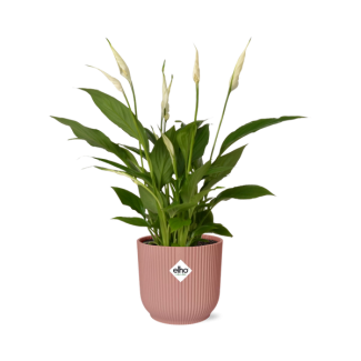 La Planta Cuchara o La Lirio de la Paz, Conocida por sus Flores Blancas, Spathiphyllum Torelli - Ø17cm - ↕35cm en una Maceta Rosa ELHO Vibes Fold