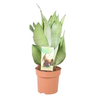 Lengua de suegra, Hoja plateada, Sansevieria Moonshine - Ø14cm - ↕40cm