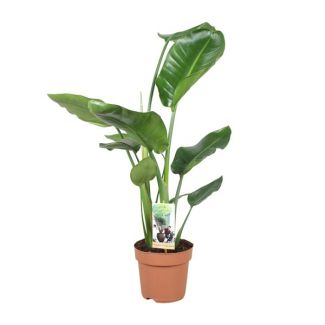 Planta Ave del Paraíso Blanca, Planta Tropical Verde, Strelitzia Nicolai, Ø17cm - ↕60cm