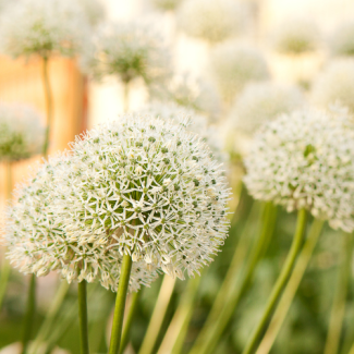 5 piezas - Bulbos de Allium (Cebollas ornamentales) - White Giant - majestuosas cabezas de flores blancas - bulbos de flores