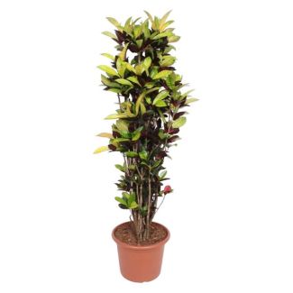 Planta Colorida Arbusto Maravilloso 190 cm - Esplendor Tropical - Para Espacios Interiores