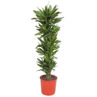 Planta de interior verde Dracaena Golden Coast, 200 cm, ø34