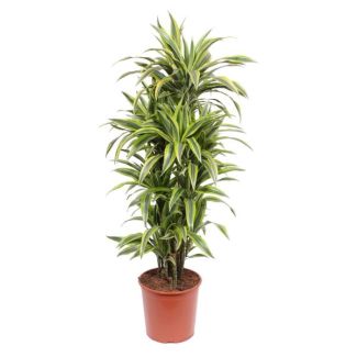 Planta de interior Dracaena Lemon Lime con hojas verde limón, 150 cm de altura, ø30