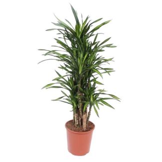 Dracaena Riki compacta de 140 cm de altura, ø30, planta de interior