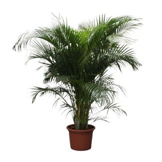 Palma Areca (Dypsis Lutescens) 230 cm - ø40, Planta de interior de media sombra
