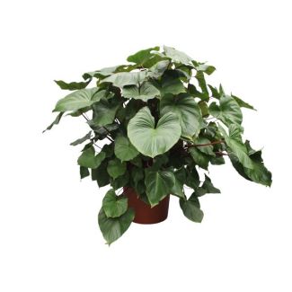 Planta de interior llamativa verde y roja (Homalomena Rubescens Maggy), 170 cm de altura, ø60