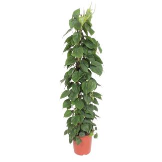 Planta trepadora de bajo mantenimiento para interiores en enrejado (Philodendron Scandens), 1.5 metros de altura, ø27