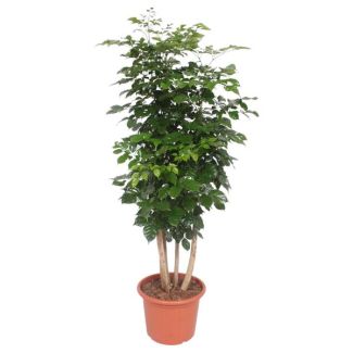 Radermachera Hainensis - Planta China Doll - Árbol perenne de interior - 190 cm de altura